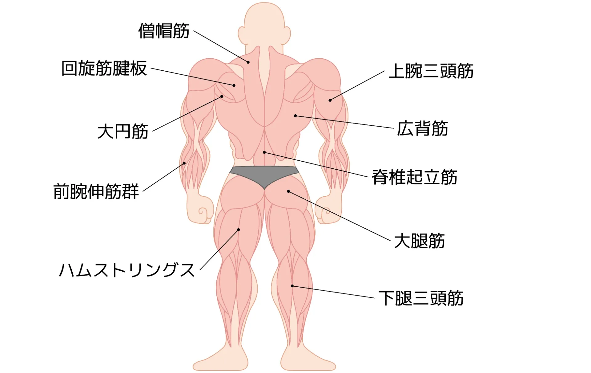 筋肉はどこについている？筋肉の起始と停止を理解しよう！